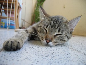 Sleeping cat