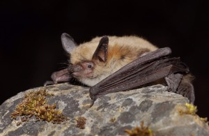 A Fringed myotis will star in the Radio Lillooet series.