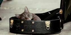 Cat in violin case.